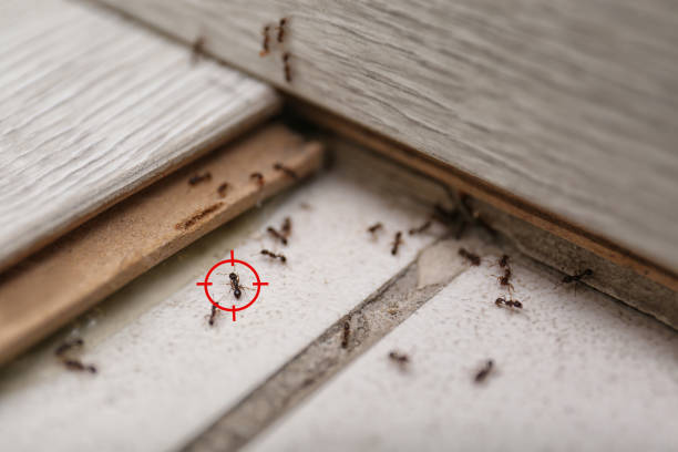 Best Local Pest Control Services  in Taylors, SC