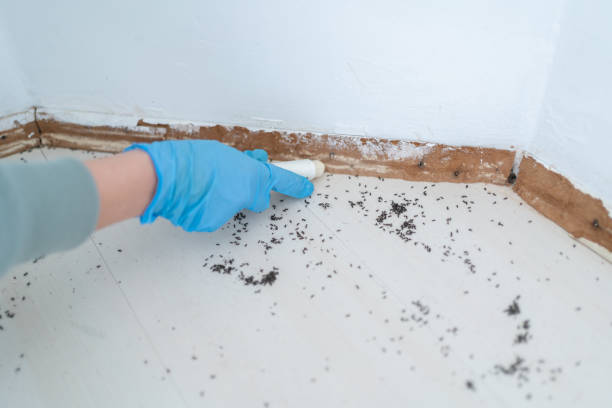 Best Affordable Pest Control Services  in Taylors, SC